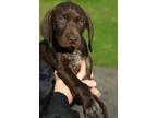 German Shorthaired Pointer pups for sale. Two dogs and....