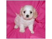 Catie is a wonderful,  small Cavachon Puppies