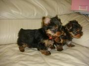 I have Lovely Tea Cup Yorkie Babies Ready For their new homes for free