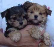 Tea  Cup Yorkie Puppies FOr FRee......