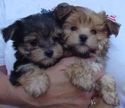 adorable yorkie puppies for free adoption..
