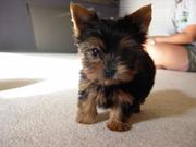 Lovely teacup yorkie puppies for adoption
