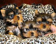 Gorgeous tiny teacup yorkie puppies for free adoption